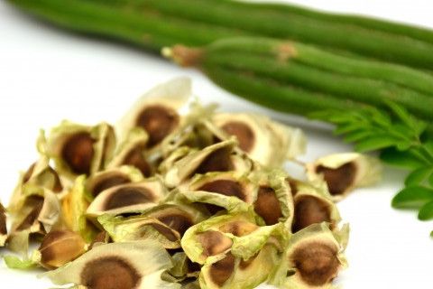 moringa-cayi-nedir