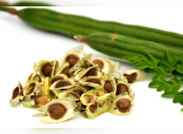 moringa-cayi-nedir