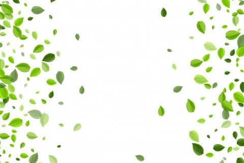 zeytin-yapragi-cayi-nasil-yapilir