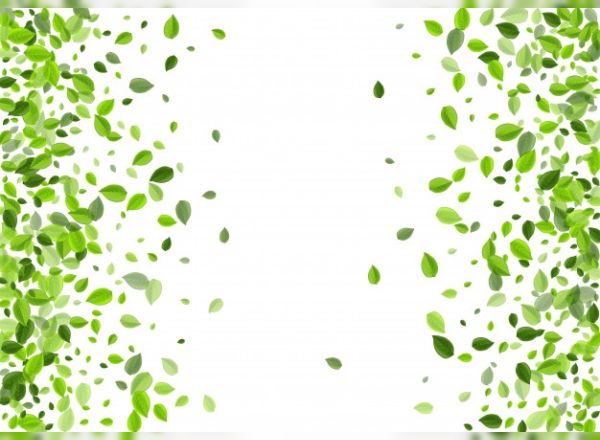 zeytin-yapragi-cayi-nasil-yapilir